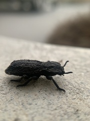 Phloeodes diabolicus