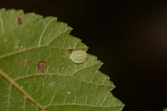 Heterogenea shurtleffi