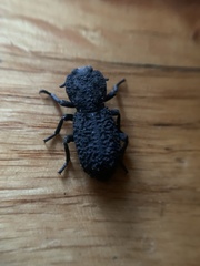 Phloeodes diabolicus