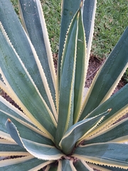 Agave