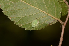 Heterogenea shurtleffi