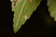 Heterogenea shurtleffi