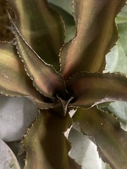 Cryptanthus