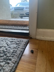 Phloeodes diabolicus