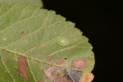 Heterogenea shurtleffi