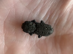 Phloeodes diabolicus