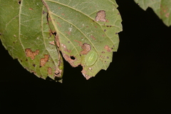 Heterogenea shurtleffi