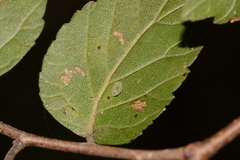 Heterogenea shurtleffi