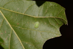 Heterogenea shurtleffi