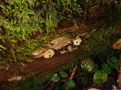 Nodulisporium cecidiogenes