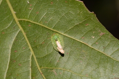 Heterogenea shurtleffi