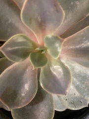 Echeveria gibbiflora × potosina