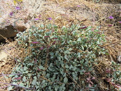 Penstemon caesius