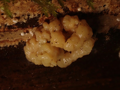 Nodulisporium cecidiogenes