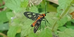 Amata huebneri