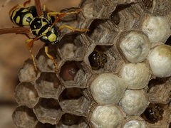 Polistes mongolicus