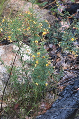 Bossiaea obcordata