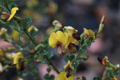 Bossiaea obcordata
