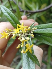 Corokia buddleioides