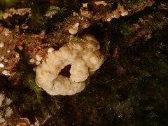 Nodulisporium cecidiogenes