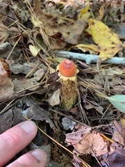 Calostoma lutescens
