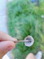 Mycena capillaripes