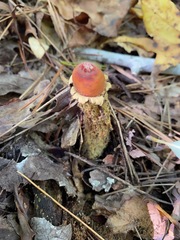 Calostoma lutescens