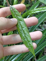 Corokia buddleioides