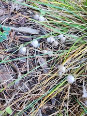 Mycena capillaripes