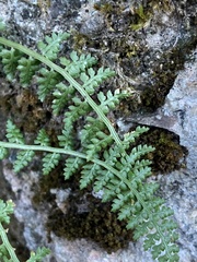 Asplenium fontanum