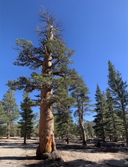Pinus balfouriana