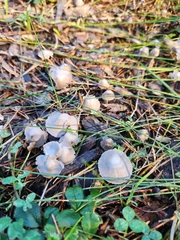 Mycena capillaripes