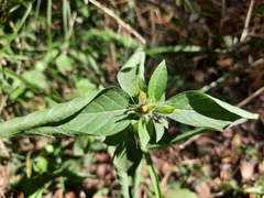 Ruellia caroliniensis
