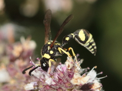 Eumenes mediterraneus