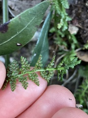 Asplenium fontanum