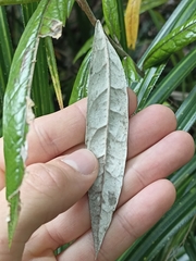 Corokia buddleioides