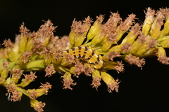 Schinia nundina