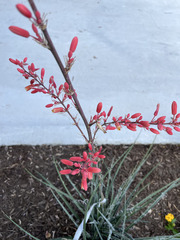 Hesperaloe