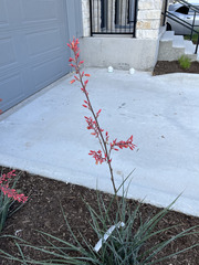 Hesperaloe