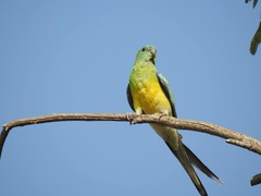 Psephotus haematonotus