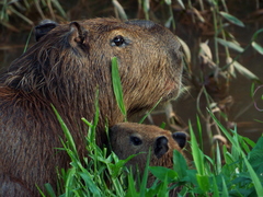 Hydrochoerus hydrochaeris