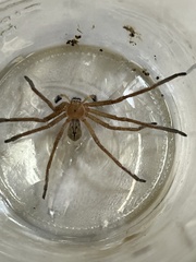 Sparassidae