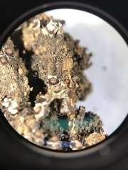 Physarales