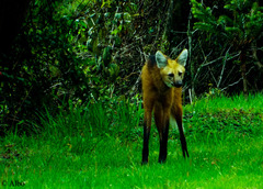 Chrysocyon brachyurus