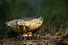 Boletus rex-veris
