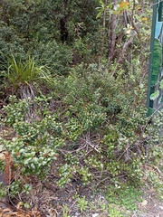 Metrosideros fulgens