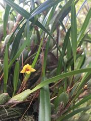 Maxillaria