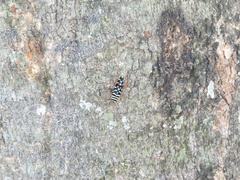 Placosternus erythropus