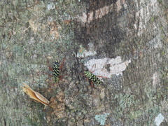 Placosternus erythropus