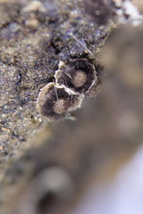 Physarales